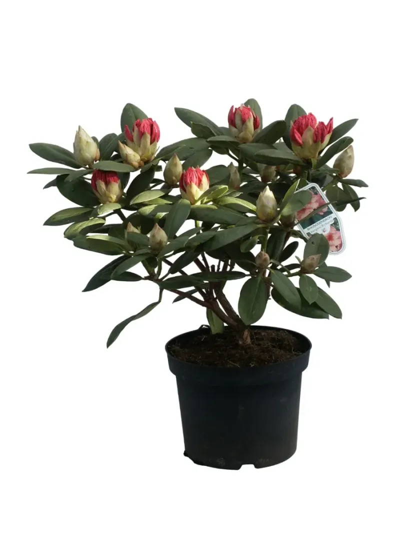 Rhododendron mix, arbust ornamental, inaltime 30-45 cm