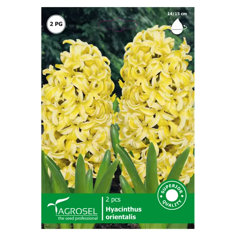 Zambile Yellow Queen
