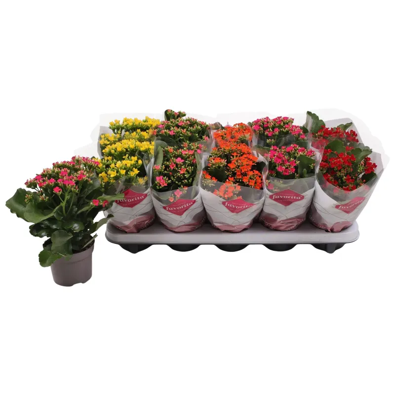 Kalanchoe Mix, planta ornamentala, D10.5 cm