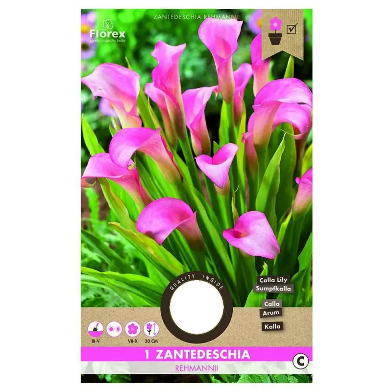 Bulbi de Calla rehmanii pink