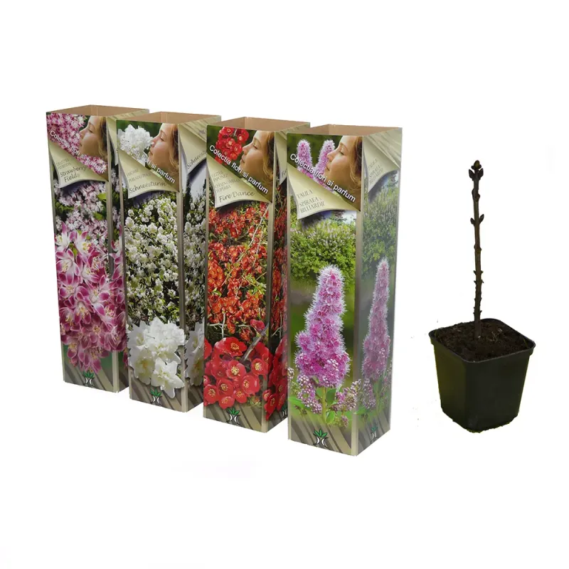 Arbusti ornamentali floare si parfum