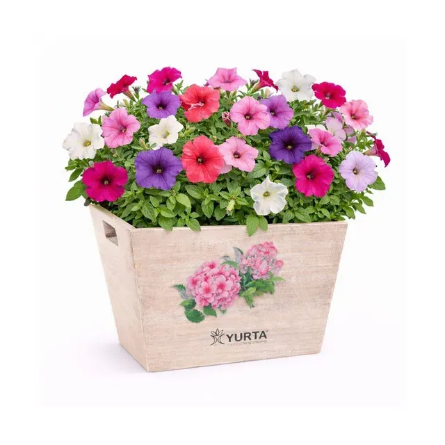 Set ladite Cottage M, Petunia Mix, rasaduri ornamentale