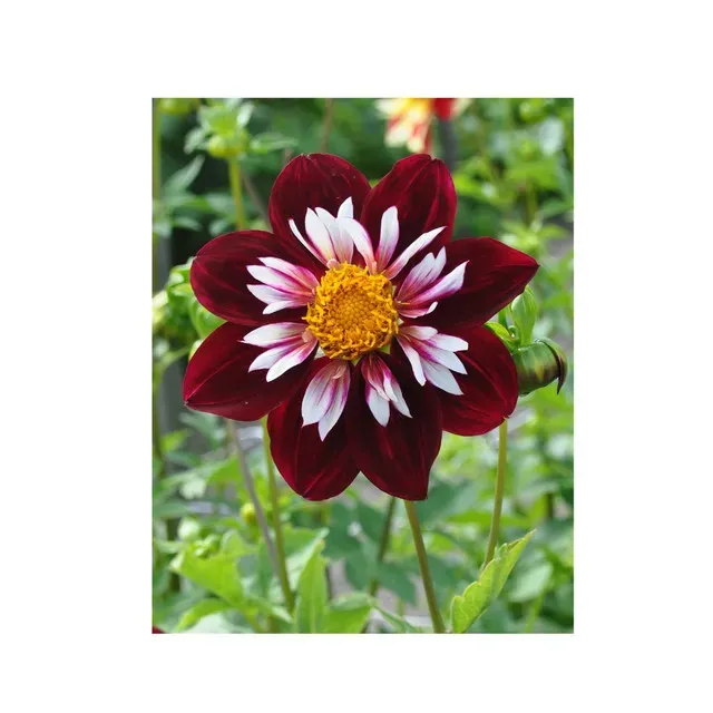 Bulbi flori Dahlia Collarette Charlotte Mix, set plantare