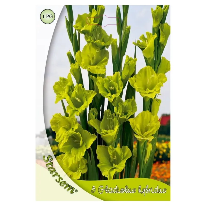 Gladiole Verde