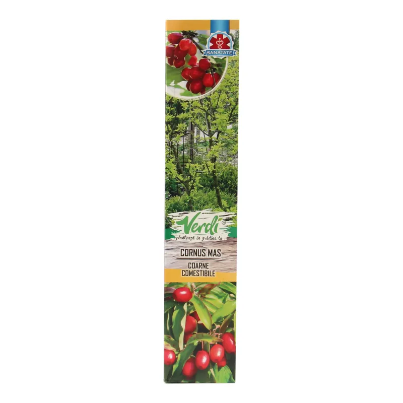 Arbust ornamental, cu fructe, Cornus mas (corn), H 15 - 25 cm | Dedeman