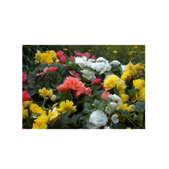 Bulbi flori Begonia Grandiflora Select Mix, set plantare