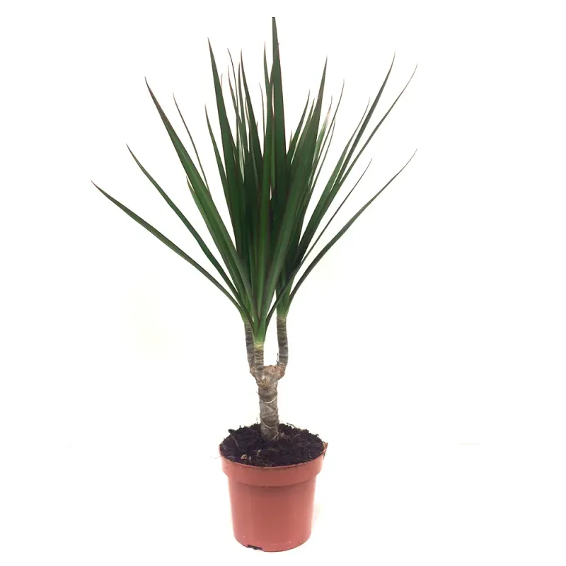 Planta Dracena Marginata 12 x 45 cm