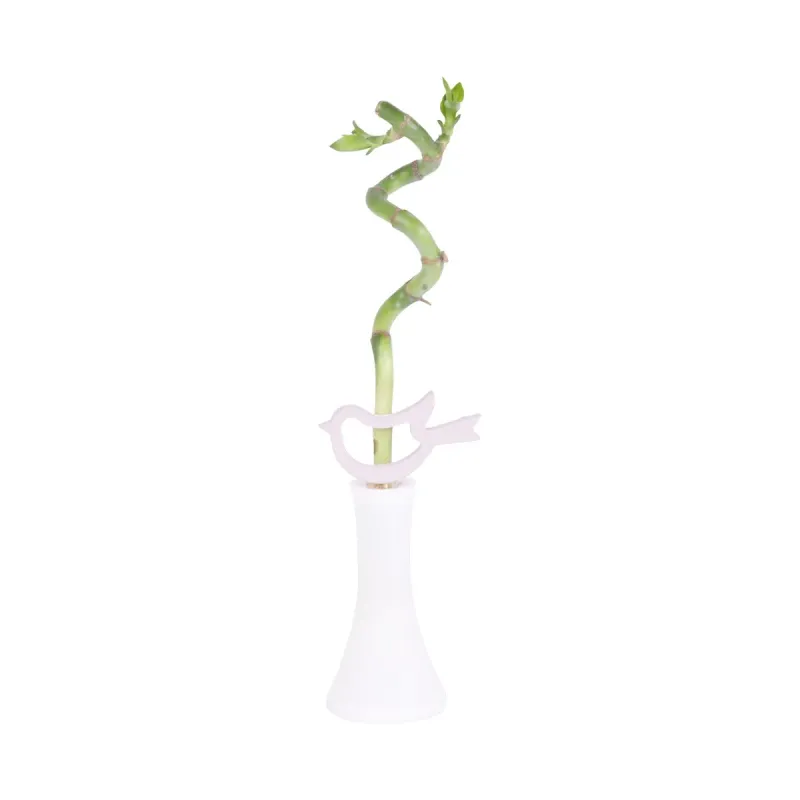 Planta in ghiveci Lucky Bamboo, inaltime 30-35 cm