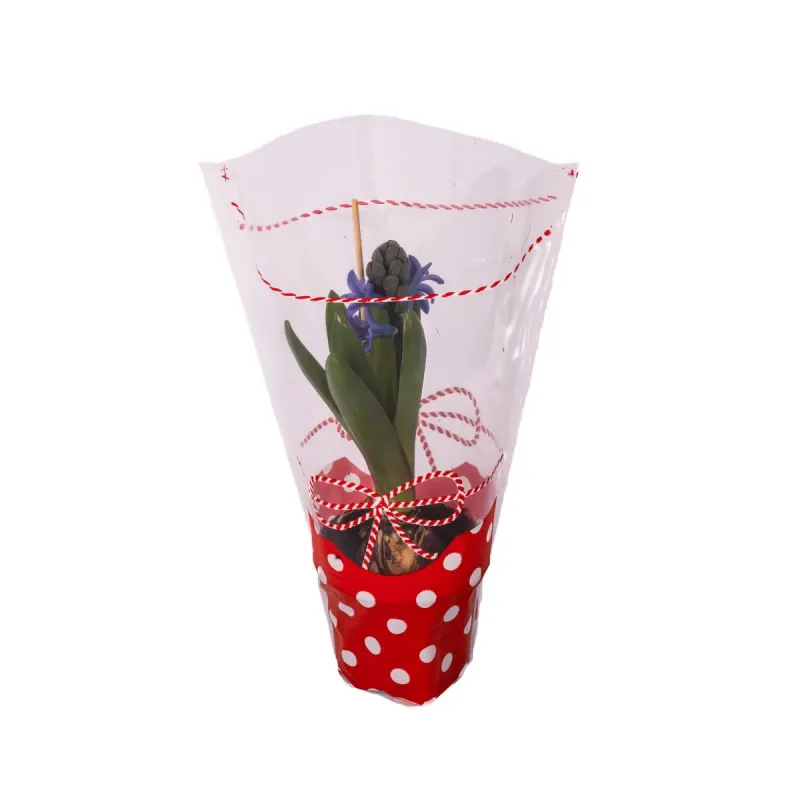Planta in ghiveci Zambila, diametru 10.5 cm