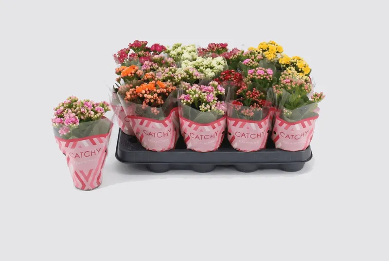 Kalanchoe, planta ornamentala, D8 x H15 cm